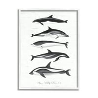 Stupell Industries Marine Life Orca kitovi Dijagram zrnasti uzorak Grafička umjetnost Bijela uokvirena umjetnička print zidna umjetnost,